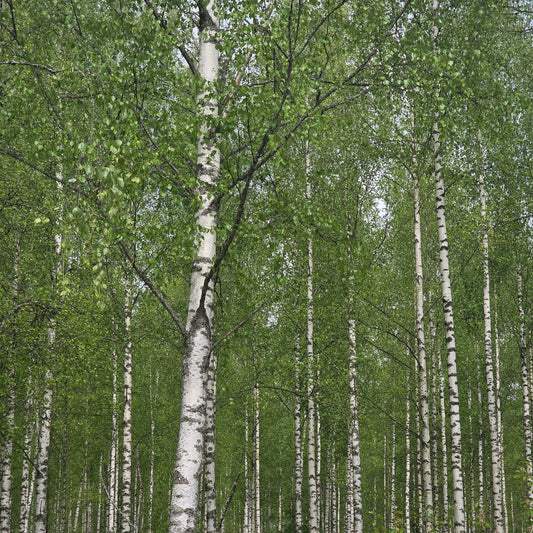 Oiva koivupuu startti -kesää kohden koivunsaloihin tutustuen